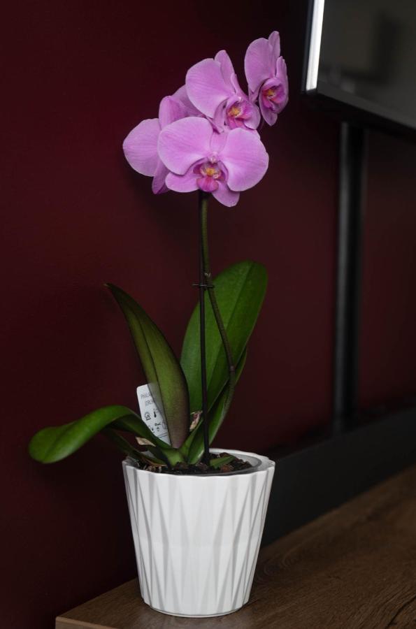 Rose Valley Apartment โปลานิซา-สดรอยจ์ ภายนอก รูปภาพ